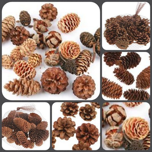 pigne naturali decorazioni fai da te natalizie misto bacche eucalipto ontano pino abete chiare scure grandi piccole uso addobbi albero natale centrotavola