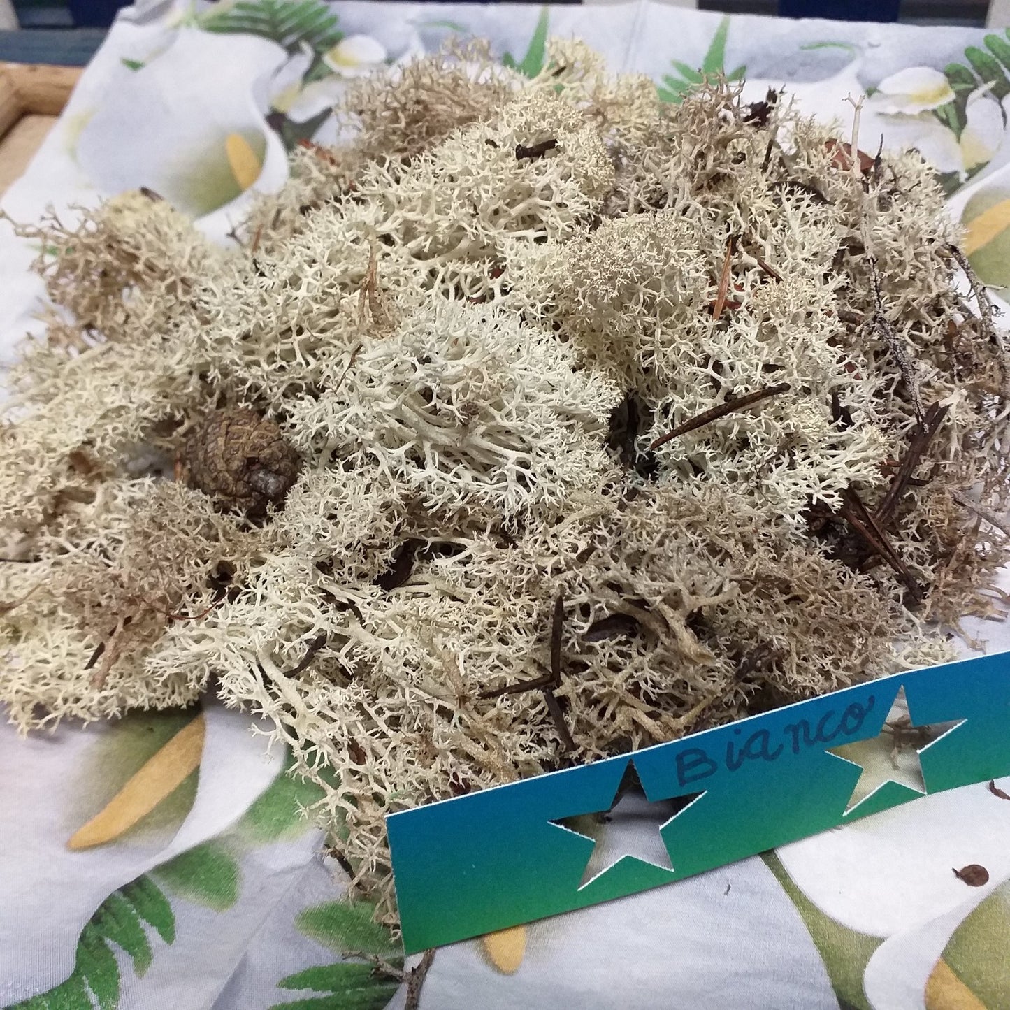 bianco naturale lichene muschio stabilizzato nordico uso addobbi bonsai piante perline alberi fiori artificiali composizioni decorazioni floreali natalizie Presepe