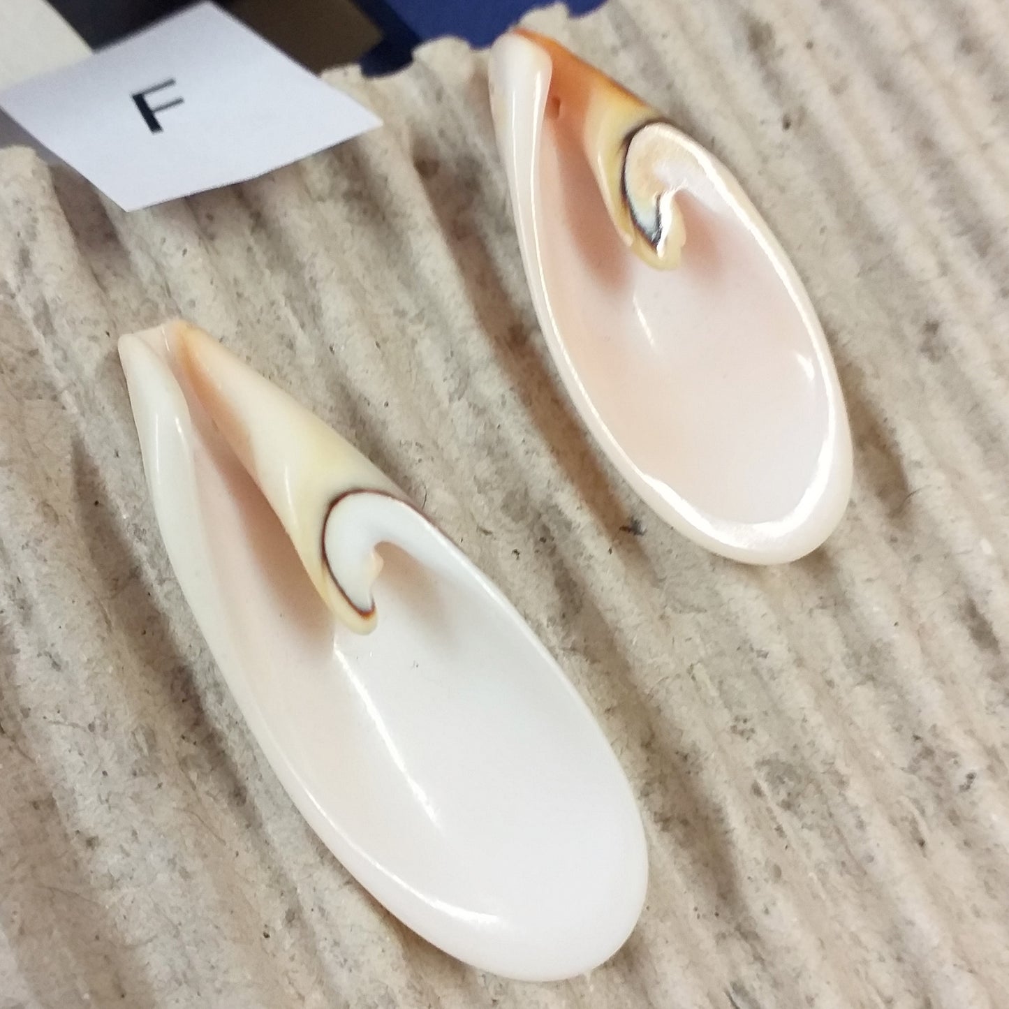offerta F ciondoli conchiglie perline forate per collane bigiotteria orecchini bracciali bomboniere tema mare perle fai da te gioielli Bijoux
