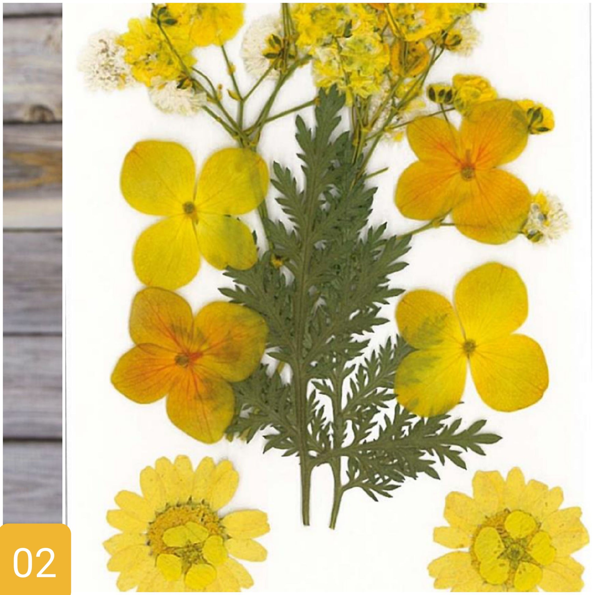 giallo verde negozio online vendita fiori pressati secchi essiccati uso per idee creative decorative decoupage pittorico decorazioni pasquali packaging vetrinistica su carta a mano quadri fioristi confezionamento con resina trasparente