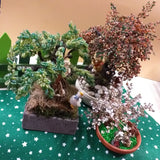 idee regalo perline shop online bonsai piante perle statuette Presepe Natività ai piedi albero bianco della neve, piantina ulivo alberello autunno marrone arancio