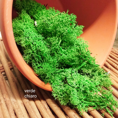 colore verde chiaro muschio stabilizzato nordico decorativo uso per composizioni floreali fiori perline decorazioni Natale presepe piante fiori artificiali