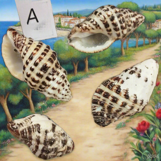 forma classica lotto offerta A ciondoli conchiglie perline forate per collane bigiotteria orecchini bracciali bomboniere tema mare perle fai da te gioielli Bijoux