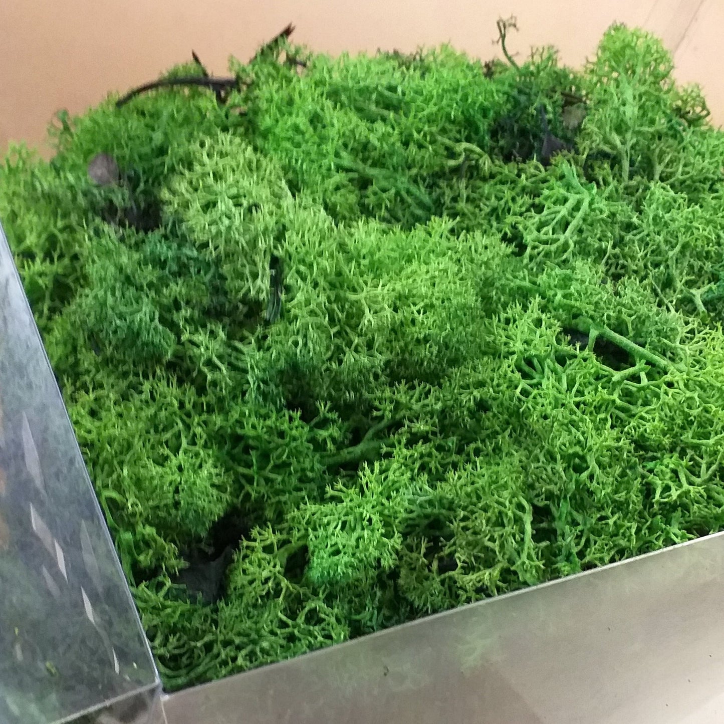 verde vendita stabilizzato muschio nordico uso fioristi per bonsai piante fiori artificiali composizioni decorazioni floreali albero Natale biedermeier Presepe centrotavola pasqua