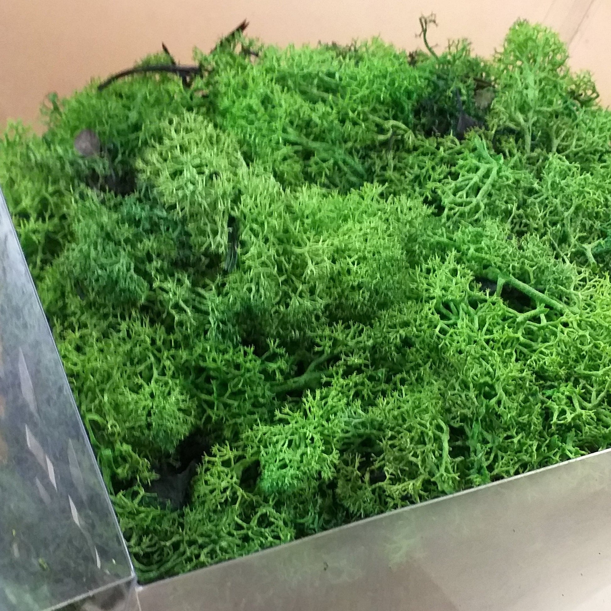 verde vendita stabilizzato muschio nordico uso fioristi per bonsai piante fiori artificiali composizioni decorazioni floreali albero Natale biedermeier Presepe centrotavola pasqua