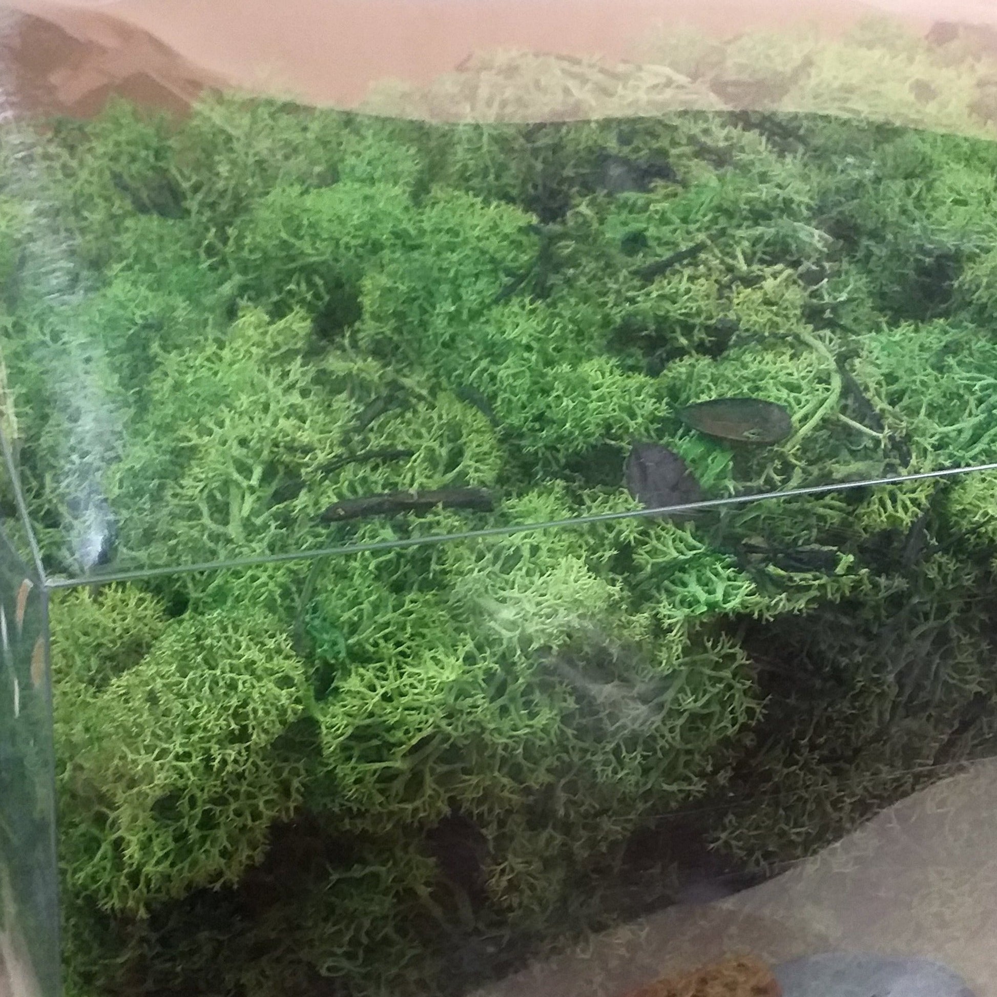 vendita verde chiaro stabilizzato muschio nordico uso fioristi per bonsai piante fiori artificiali composizioni decorazioni floreali albero Natale biedermeier Presepe centrotavola pasqua